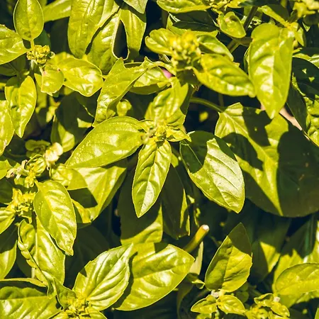 Logis La Magnanerie - Cote Bistro מלון Aubignosc